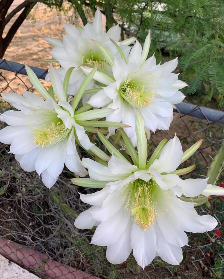 Cactus blooms